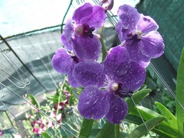 Vanda